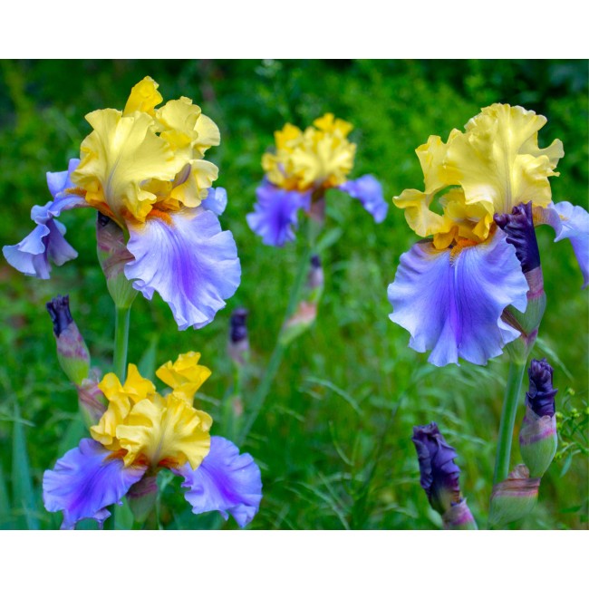 Bulbi di Iris Edith Wolford...