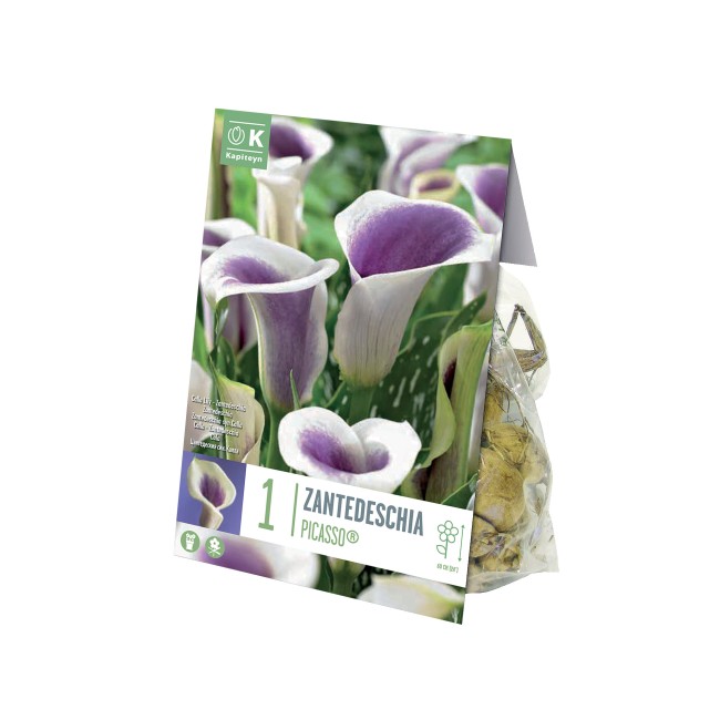 Bulbo di Zantedeschia Calla Picasso...