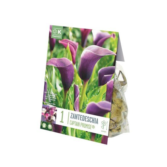 Bulbo di Zantedeschia Calla Captain Promise confezione da 1 pz