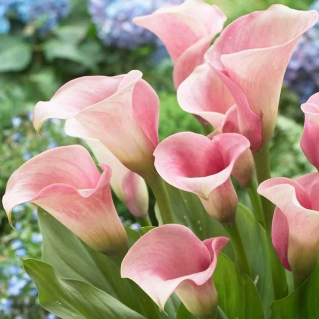 Bulbo di Zantedeschia Calla Captain...