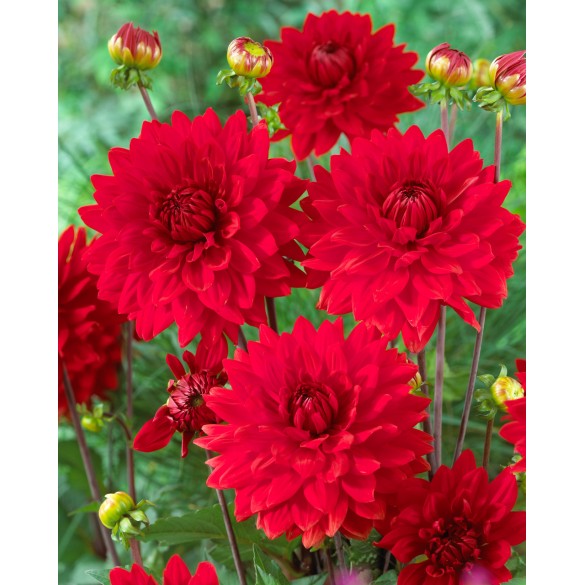 Bulbo di Dahlia Garden Wonder confezione da 1 pz Kapiteyn