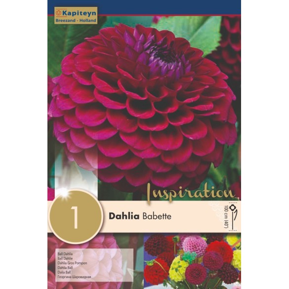 Bulbo di Dahlia Babette Kapiteyn