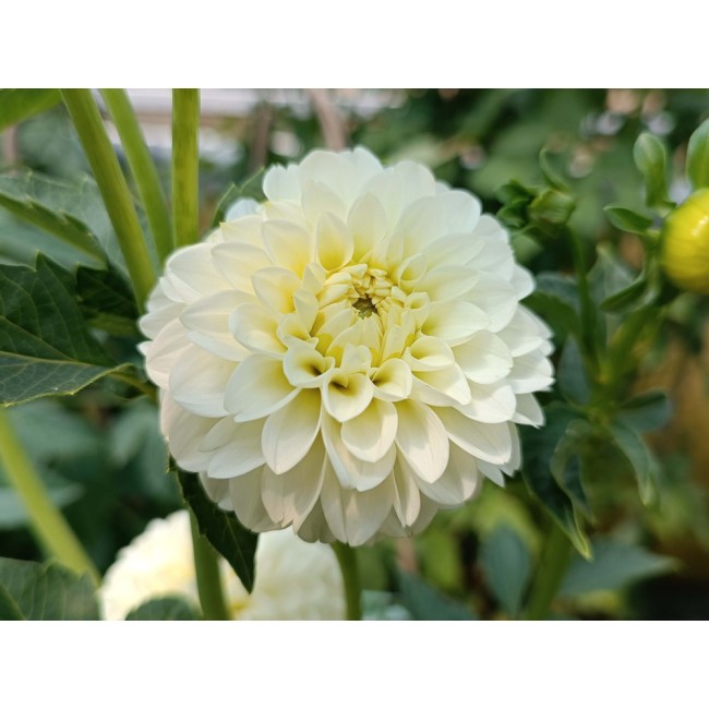Bulbo di Dahlia Pompon White Aster...