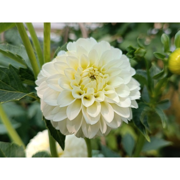 Bulbo di Dahlia Pompon White Aster confezione da 1 pz Kapiteyn