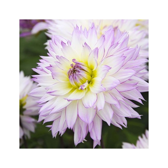 Bulbo di Dahlia Crazy Love confezione...