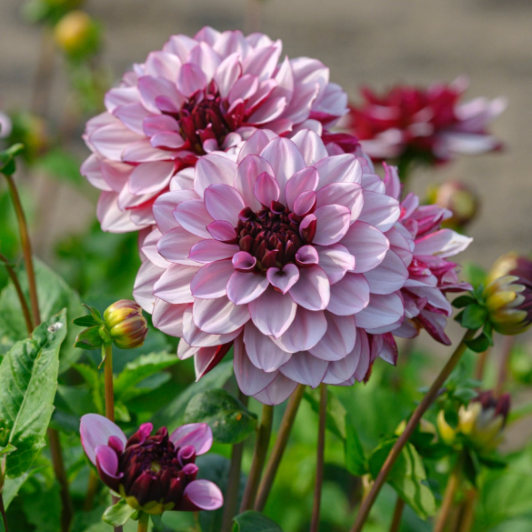 Bulbo di Dahlia Creme de Cassis 1 pz KAPITEYN