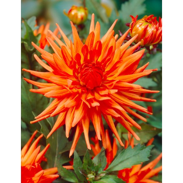 Bulbo di Dahlia Park Record confezione da 1 pz Kapiteyn