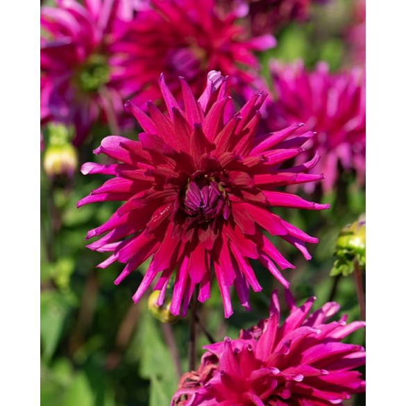 Bulbo di Dahlia Orfeo confezione da 1 pz Kapiteyn