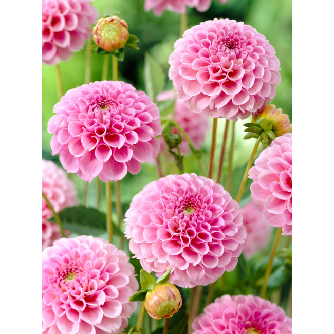 Bulbo di Dahlia Pompon Stolze Von...