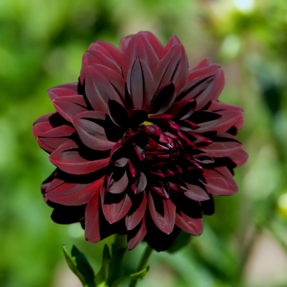 Bulbo di Dahlia Arabian Night confezione da 1 pz Kapiteyn