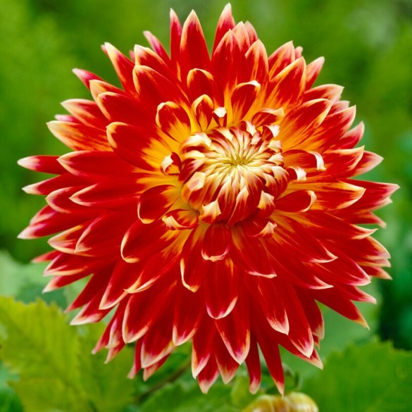 Bulbo di Dahlia Akita confezione da 1 pz