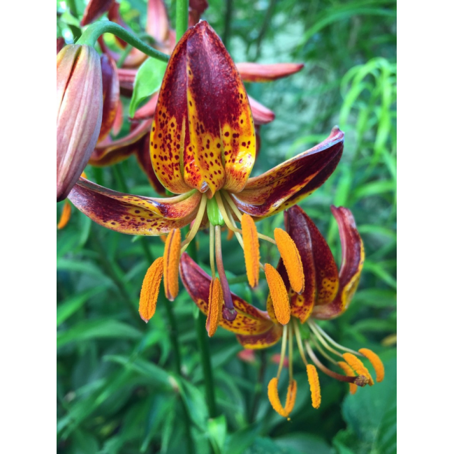 Bulbo di Lilium Arabian Knight...