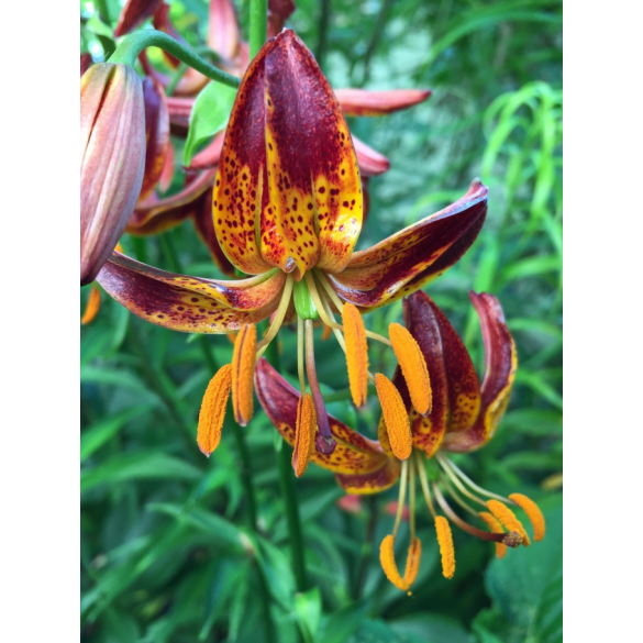 Bulbo di Lilium Arabian Knight confezione da 1 pz