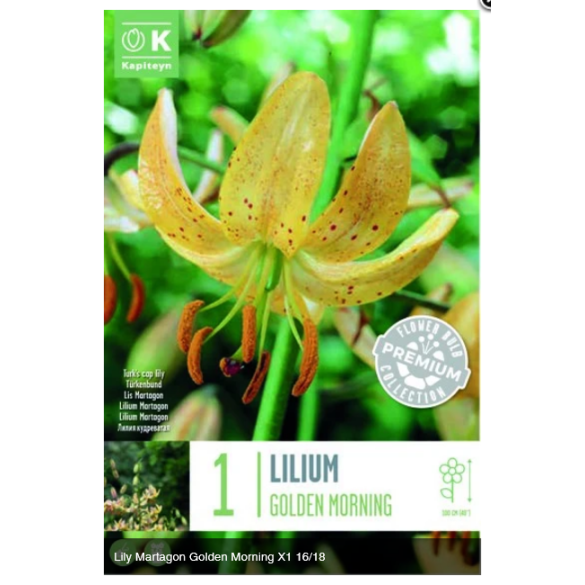Bulbo di Lilium Golden Morning confezione da 1 pz