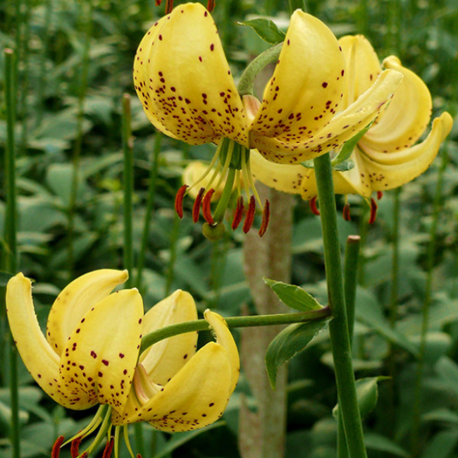Bulbo di Lilium Golden Morning...