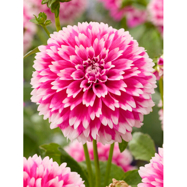 Bulbo Dahlia  Spider Fuzzy Wuzzy...