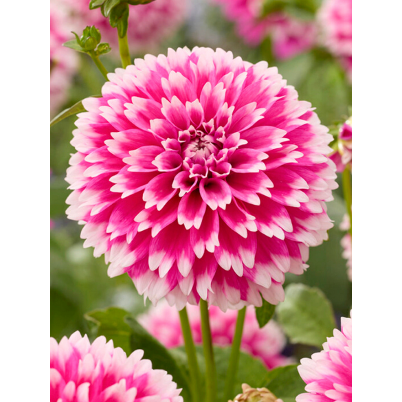 Bulbo Dahlia  Spider Fuzzy Wuzzy Kapiteyn