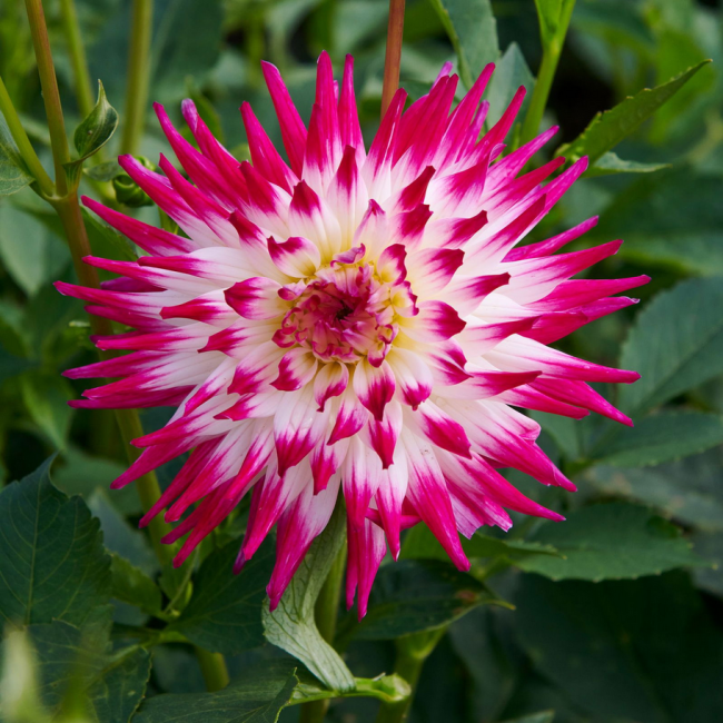 Bulbo Dahlia Cactus Dutch Explosion...