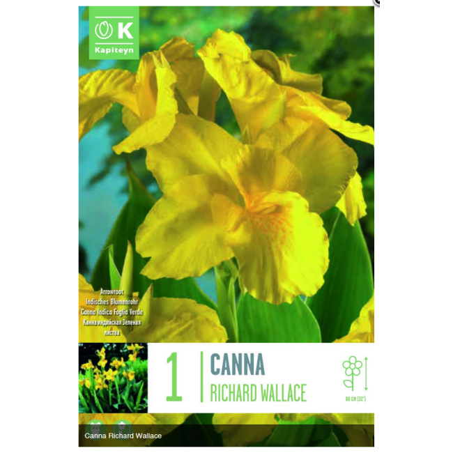 Bulbo di Canna Richard Wallace KAPITEYN