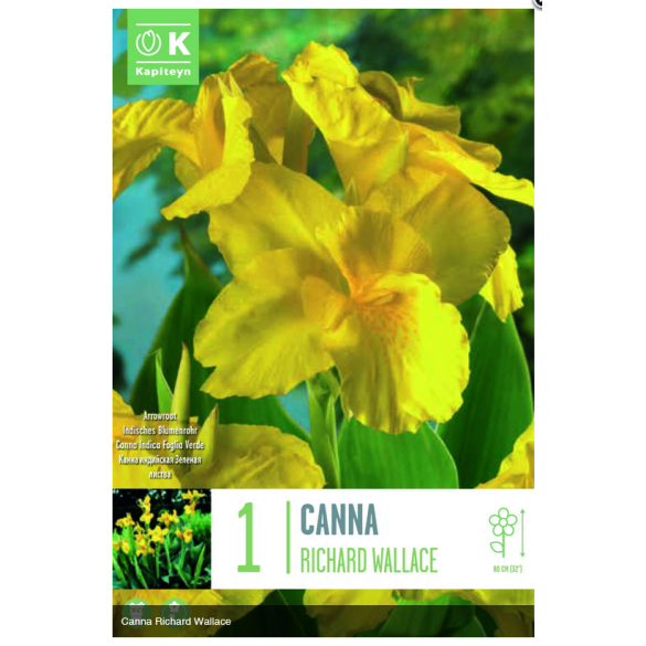 Bulbo di Canna Richard Wallace KAPITEYN