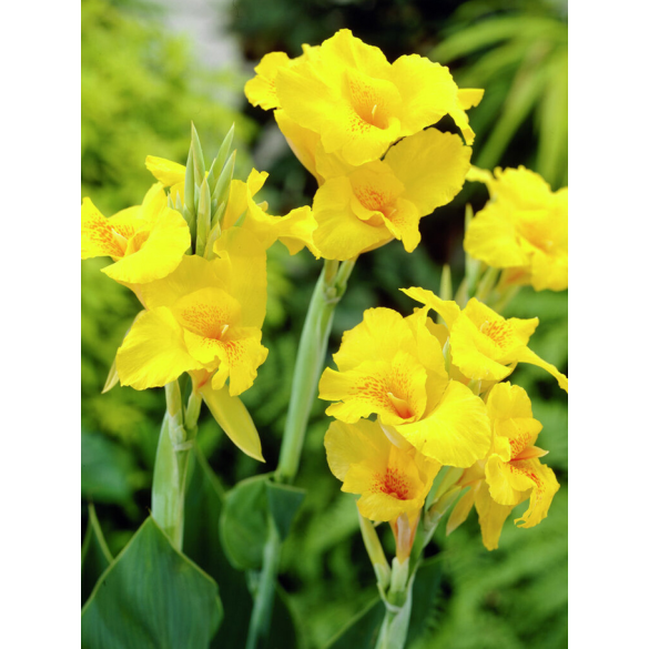 Bulbo di Canna Richard Wallace KAPITEYN