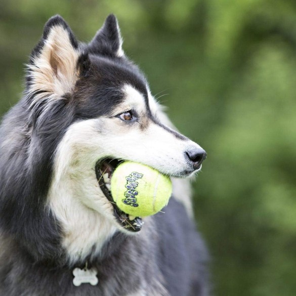 KONG Squeakair Pallina Da Tennis Per Cani Taglia L Confezione 2PZ