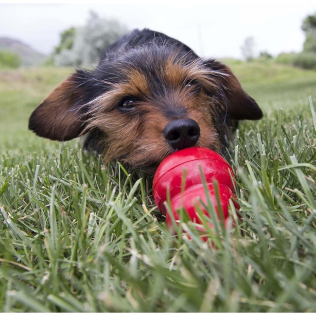 KONG Pasta Appetibile per Cani Fegato...