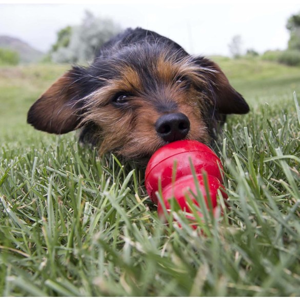 KONG Pasta Appetibile per Cani Fegato 226Gr