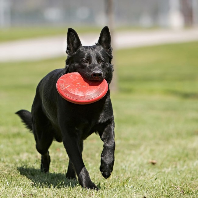 KONG Frisbee per Cani di Piccola...
