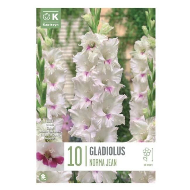 Bulbi di Gladiolo Norma Jean...
