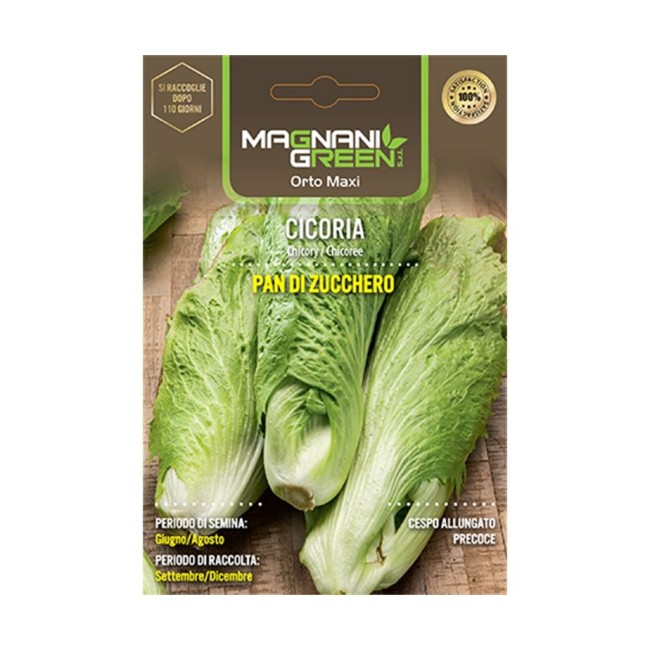 Semi di Cicoria Pan di Zucchero Orto...