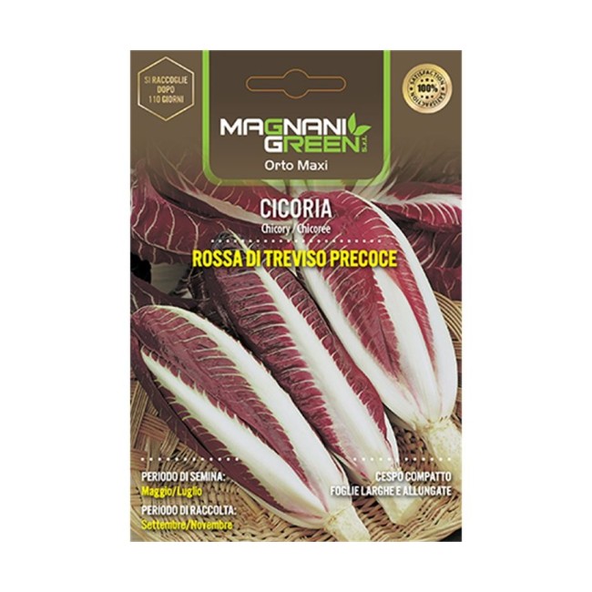 Semi di Cicoria Rossa di Chioggia 4