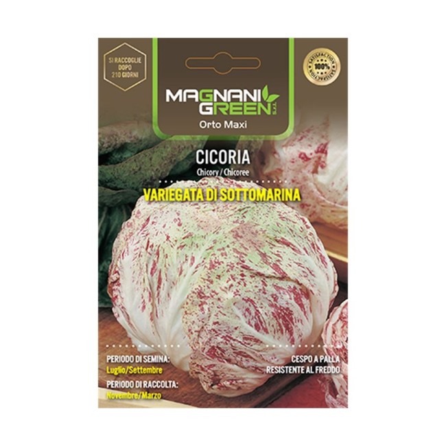 Semi di Cicoria Variegata Sottomarina