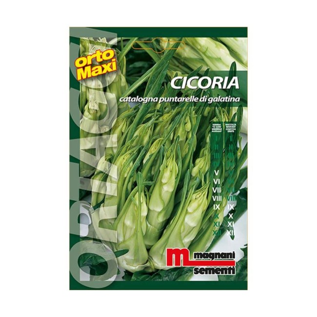 Semi di Cicoria Puntarelle Galatina