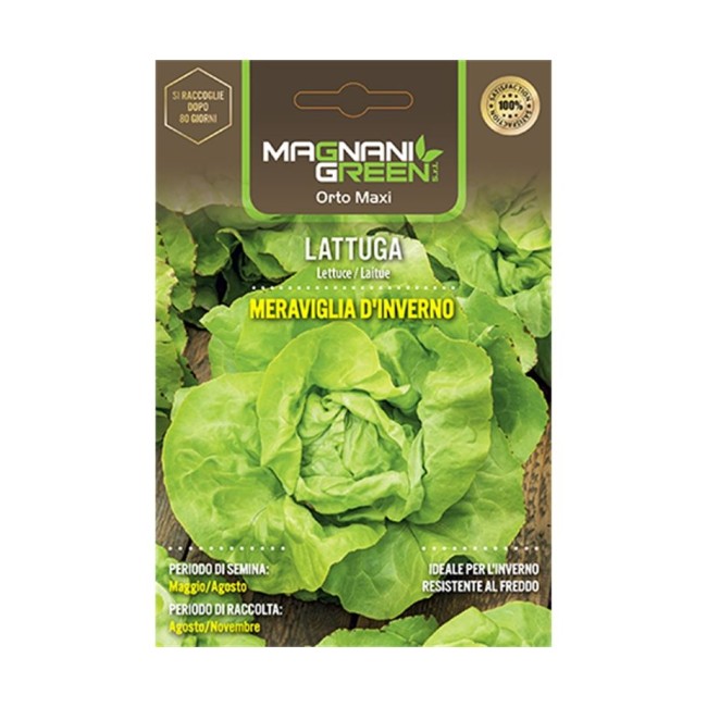 Semi di Lattuga Meraviglia d'Inverno