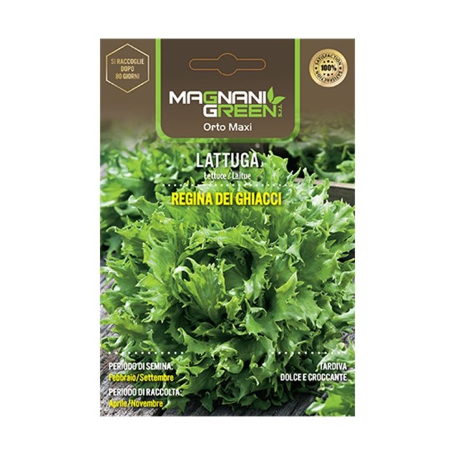 Semi di Lattuga Regina dei Ghiacchi