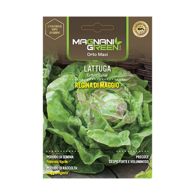 Semi di Lattuga Regina di maggio