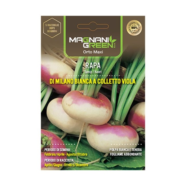 Semi di Rapa di Milano a Colletto Viola