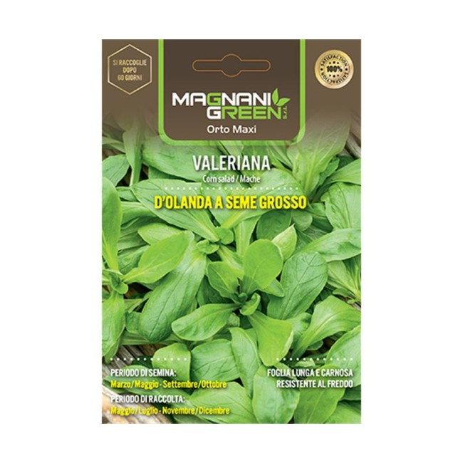 Semi di Valeriana D'Olanda a seme grosso