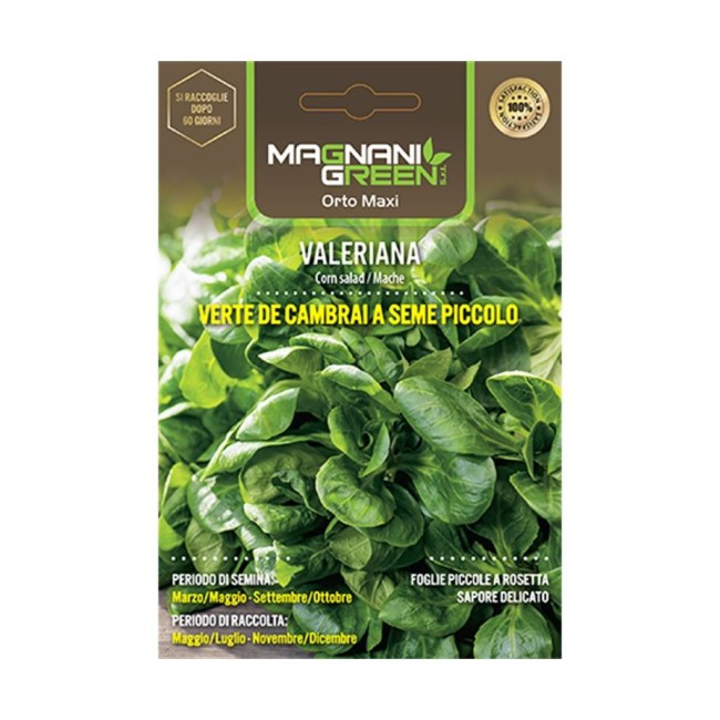 Semi di Valeriana Verte de Cambrai