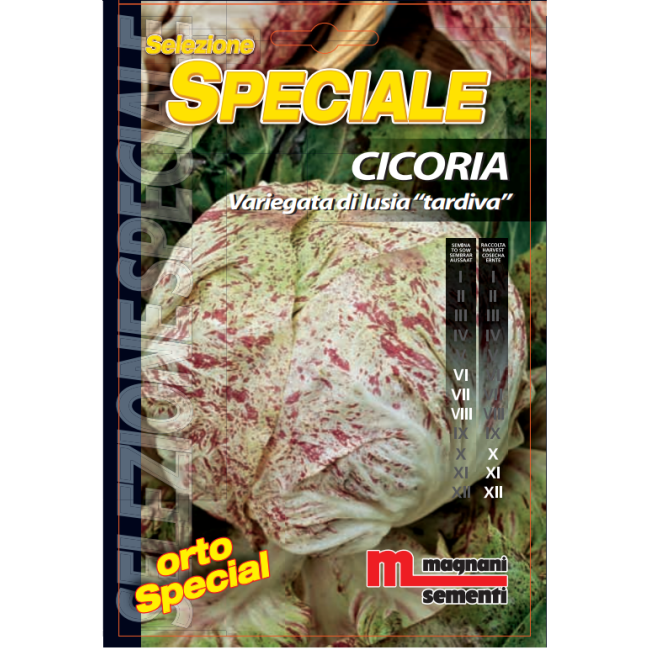 Semi di Cicoria Variegata Lusia