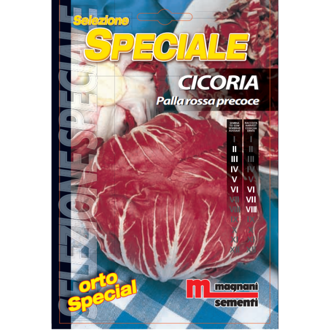 Semi di Cicoria Palla Rossa Precoce