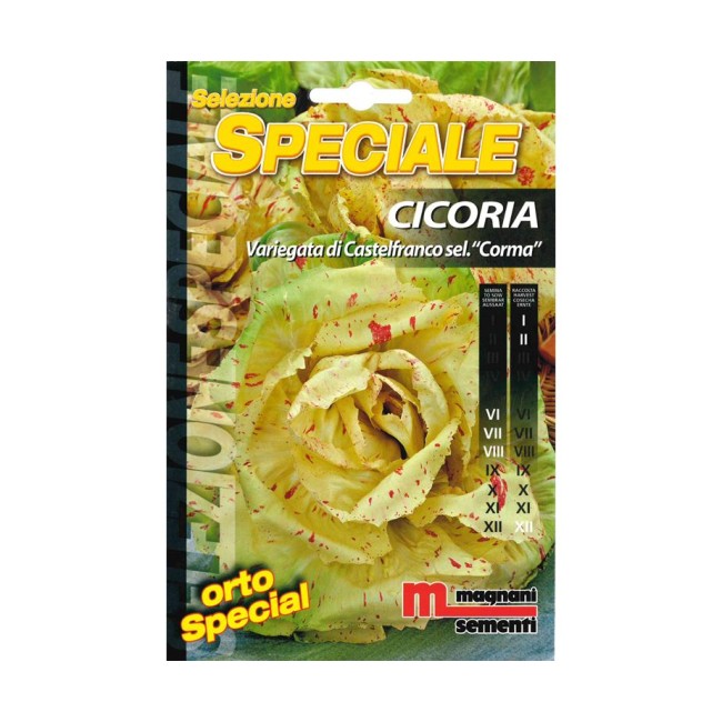 Semi di Cicoria Variegata...