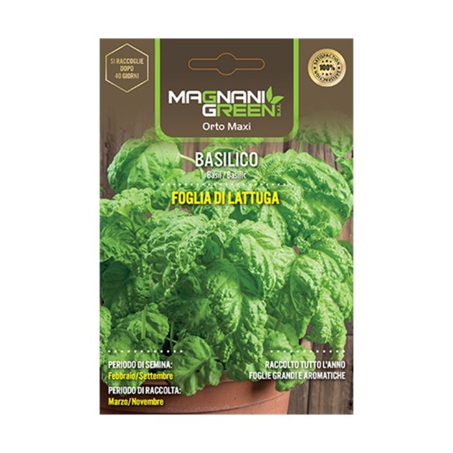 Semi di Basilico Foglia di Lattuga
