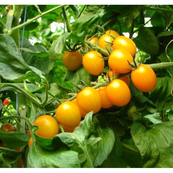 Semi di Pomodoro Star Gold