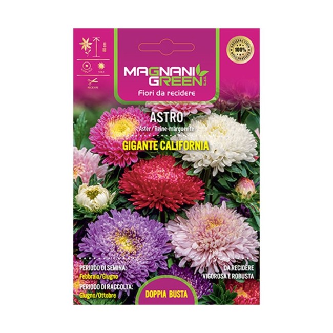 Semi di Astro Semplice