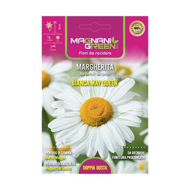 Semi di Margherita Bianca May Queen
