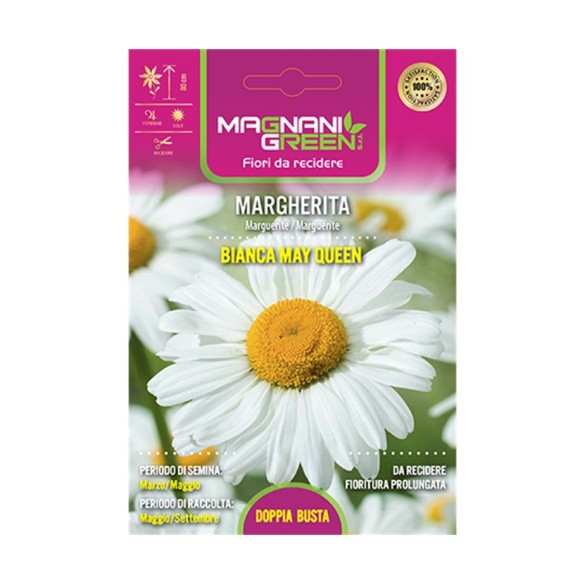 Semi di Margherita Bianca May Queen