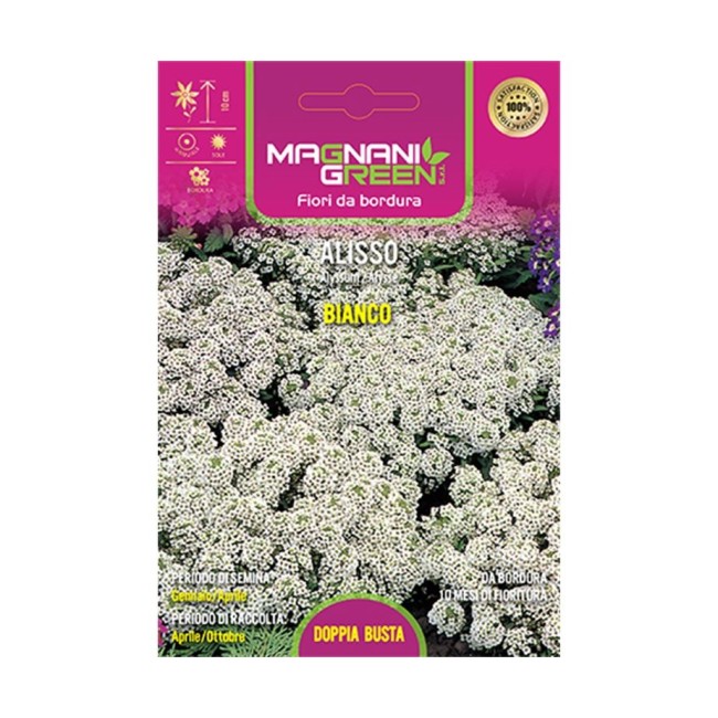 Semi di Alisso Bianco