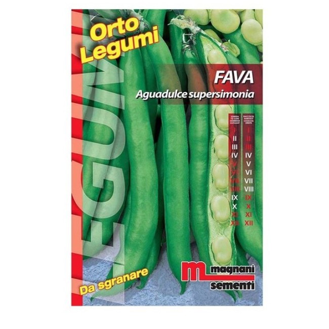 Semi di Fava Aguadolce